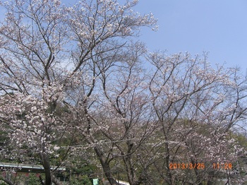 14　大池遊園駅前の桜.jpg
